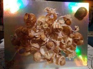  - Coquilles d' escargots 1 - Shopping Migennois